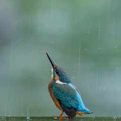恵みの雨