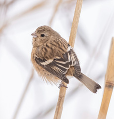 ベニマシコ♀