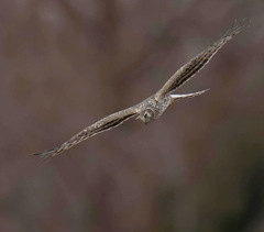 hen harrier