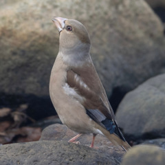 シメ