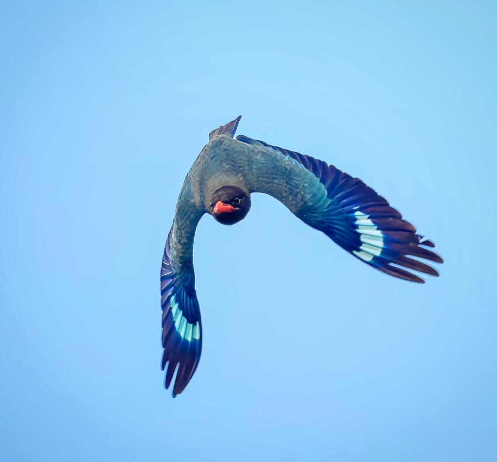 青空を舞う