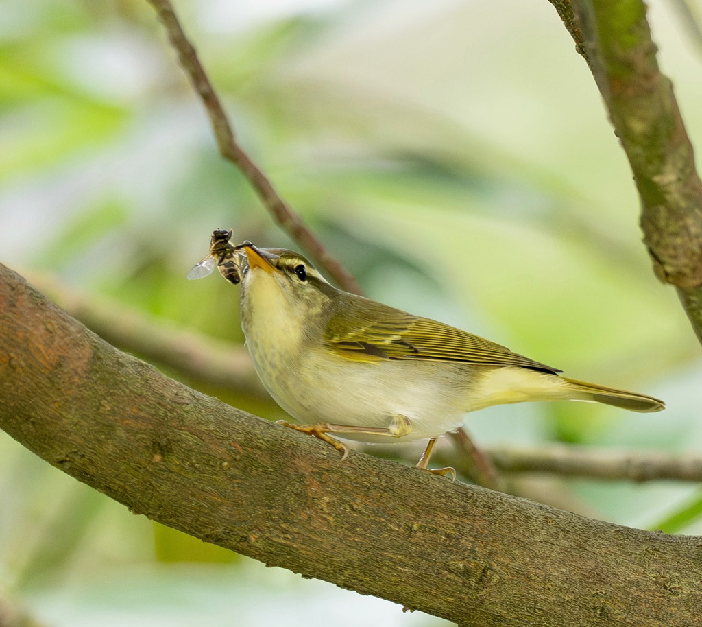 虫食うムシクイ