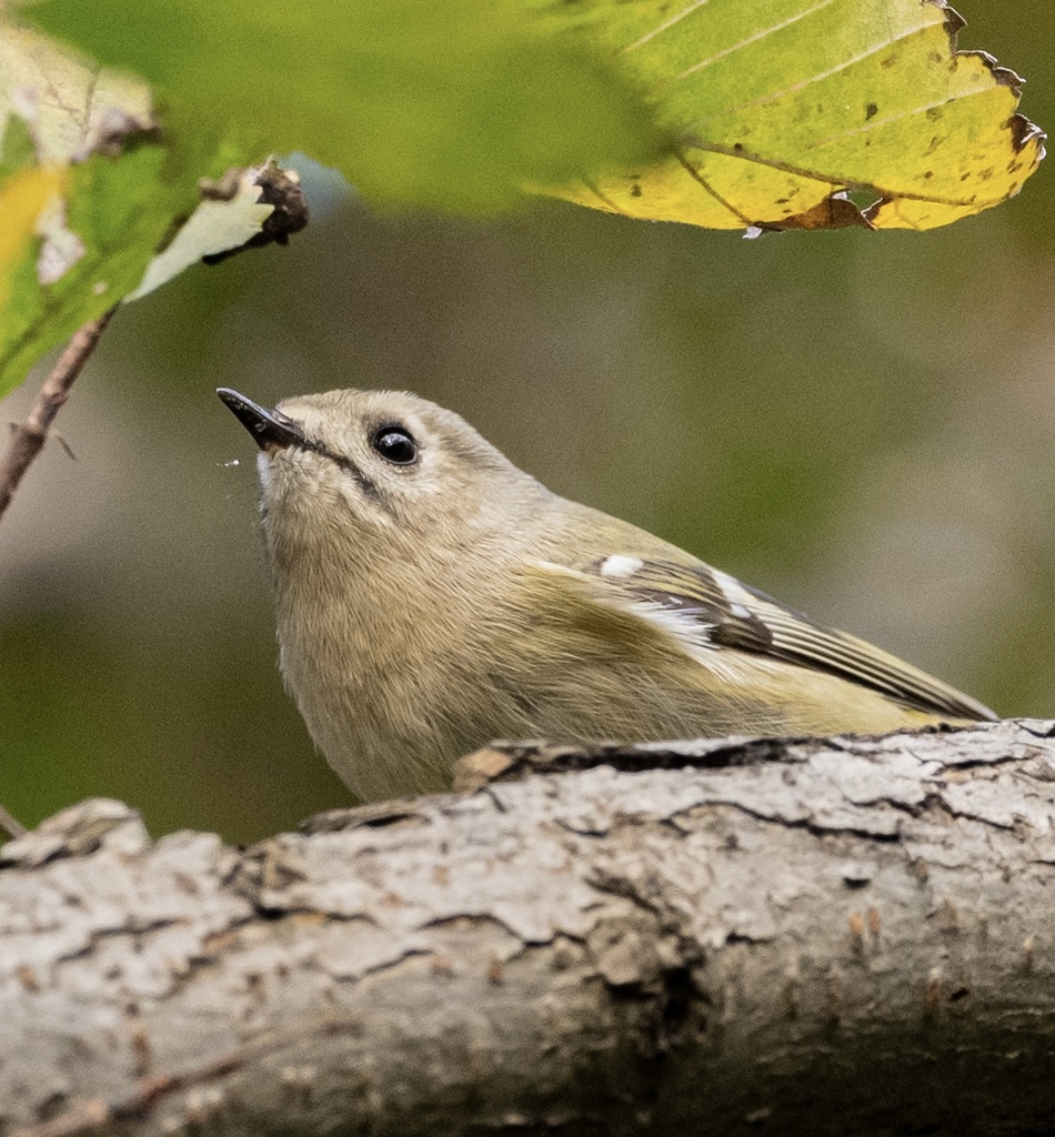 Goldcrest