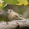 Goldcrest
