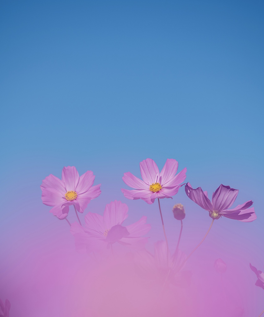 ピンク色の雲の中で