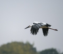 コウノトリ