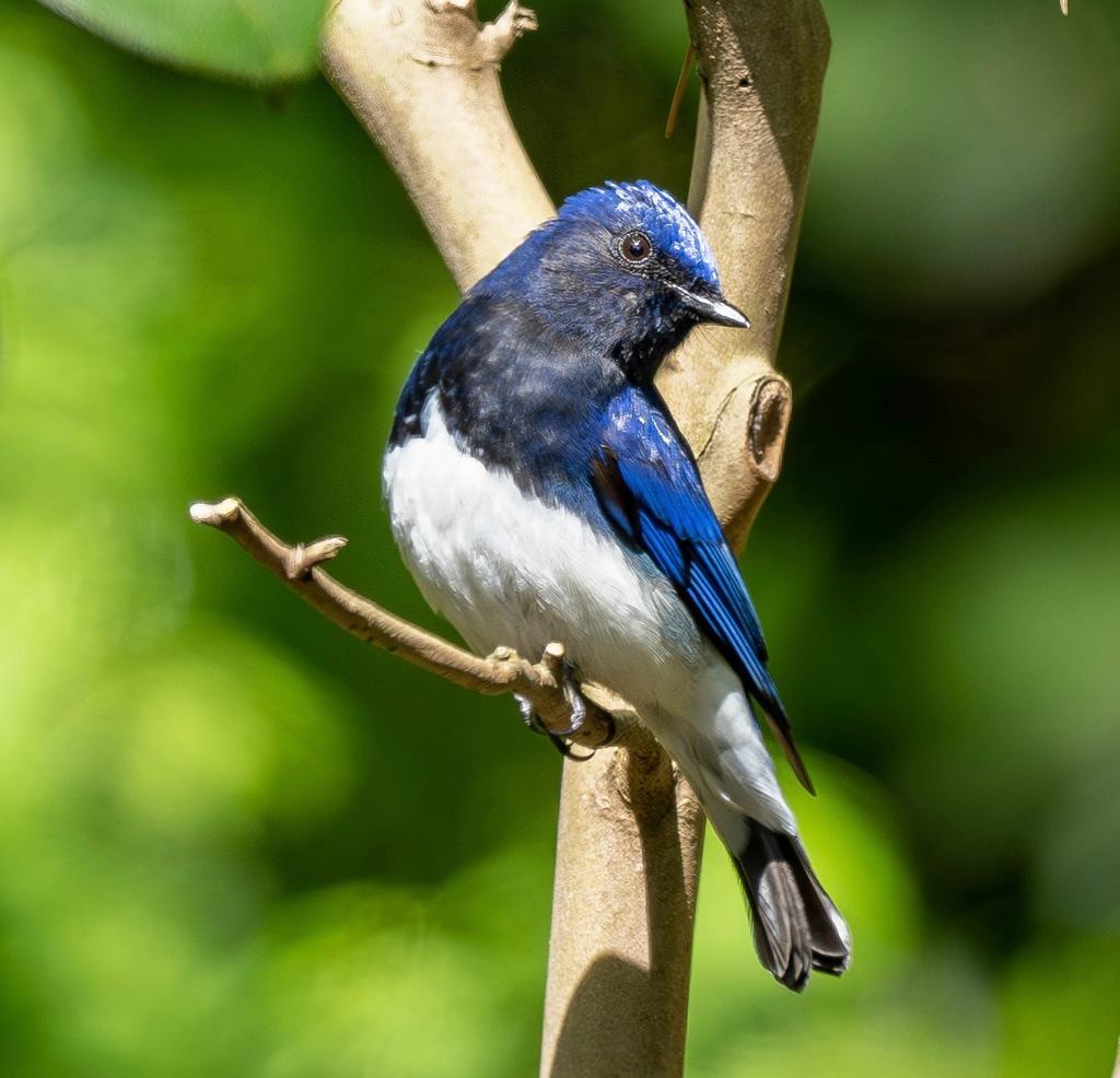 青い鳥