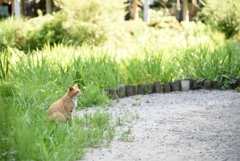 ねっこ