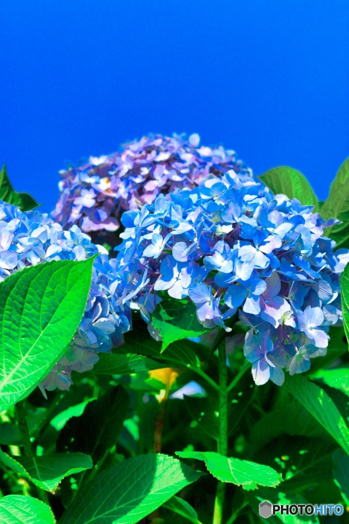 紫陽花