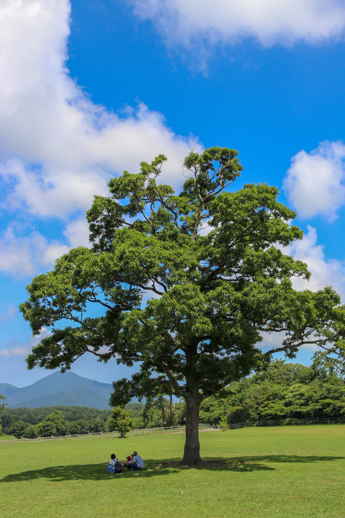 夏空と木陰の家族