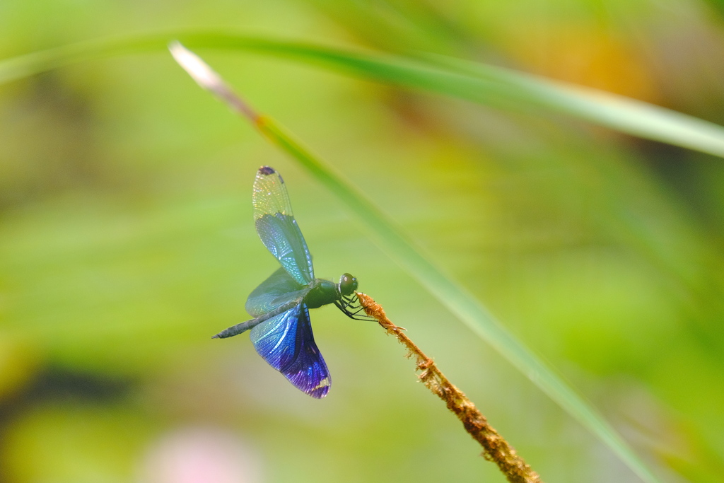 summer wind