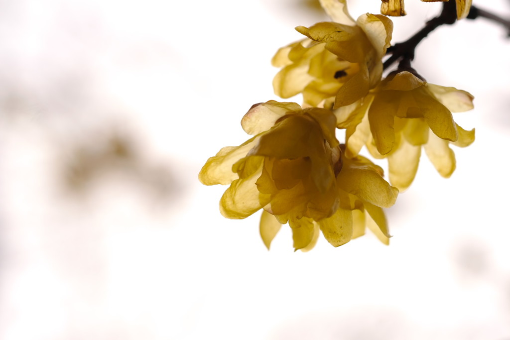透花光