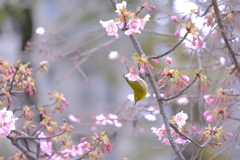 河津桜と十月桜