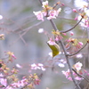 河津桜と十月桜