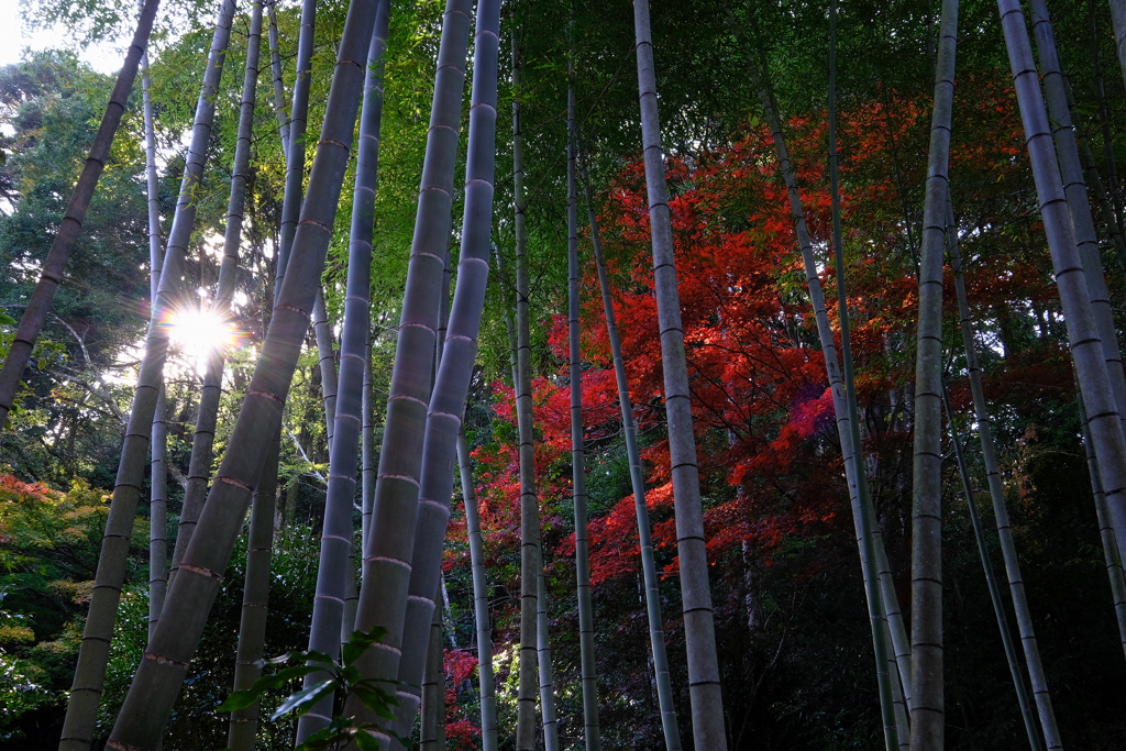 京都じゃないです^ ^