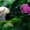 やさしい雨