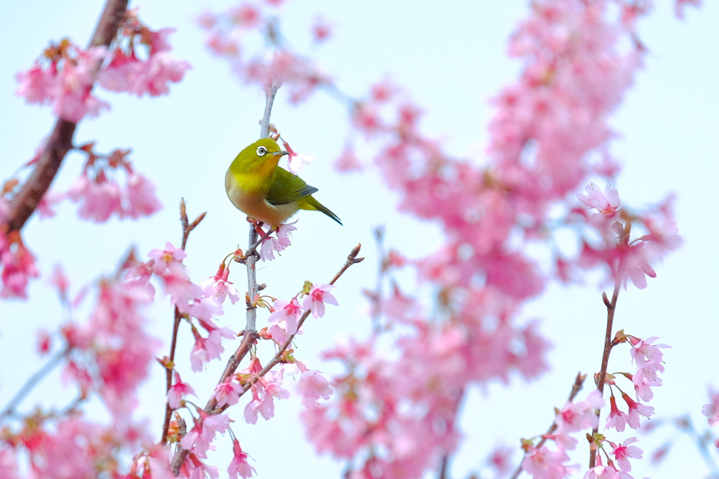 春よ