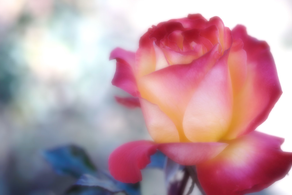 冬薔薇