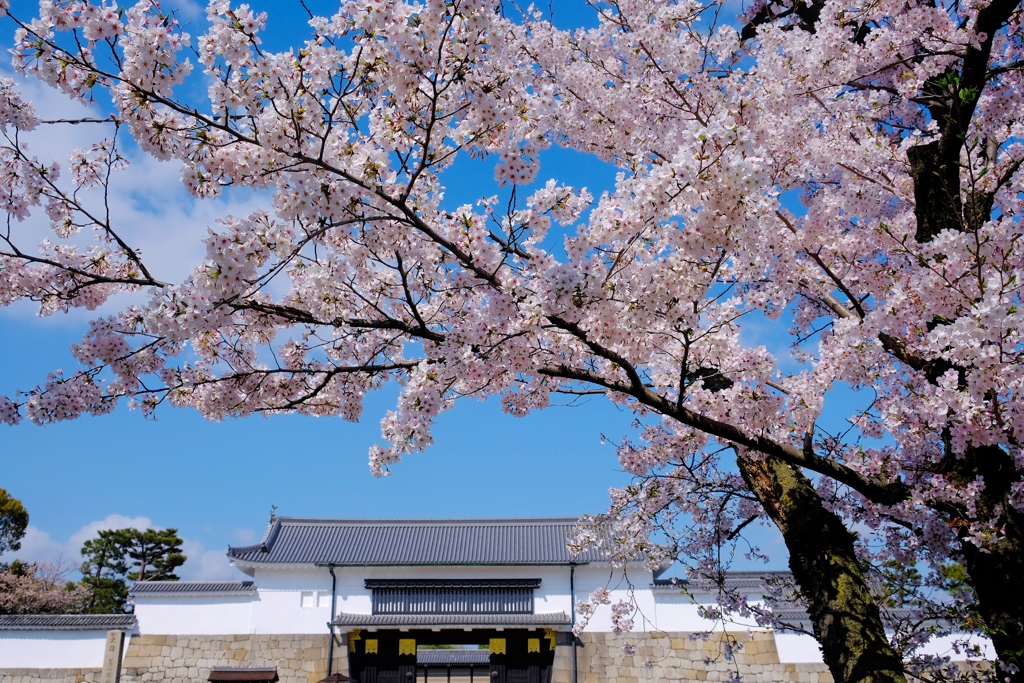 二条城と桜