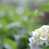 やさしい雨(5)