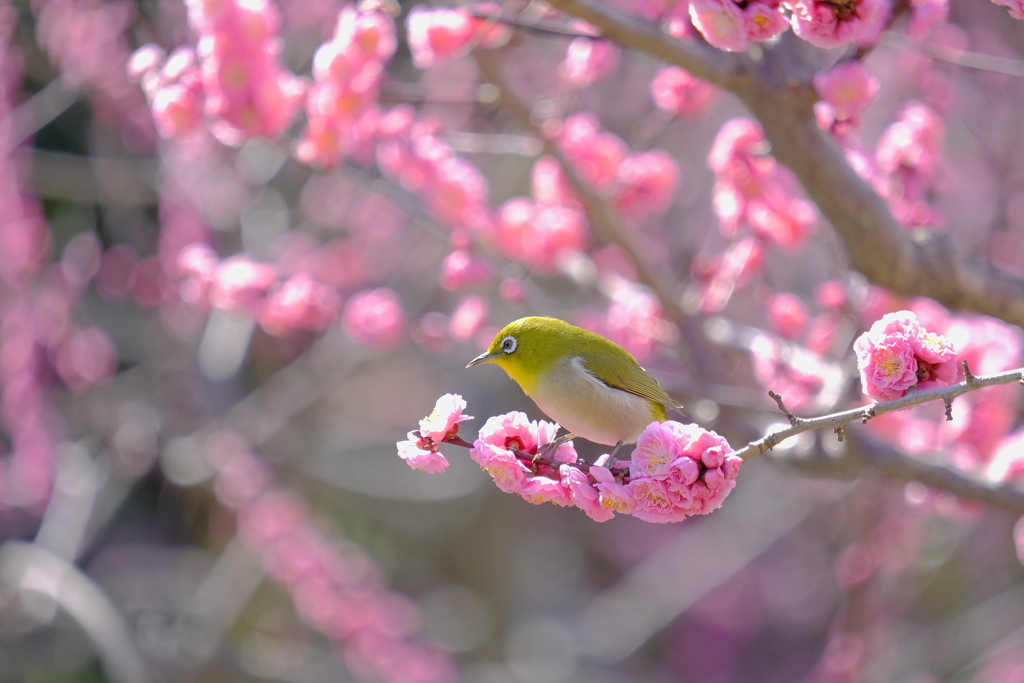 気が付けば春