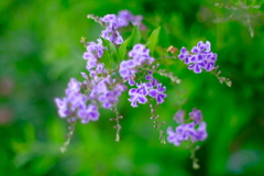 夏の花