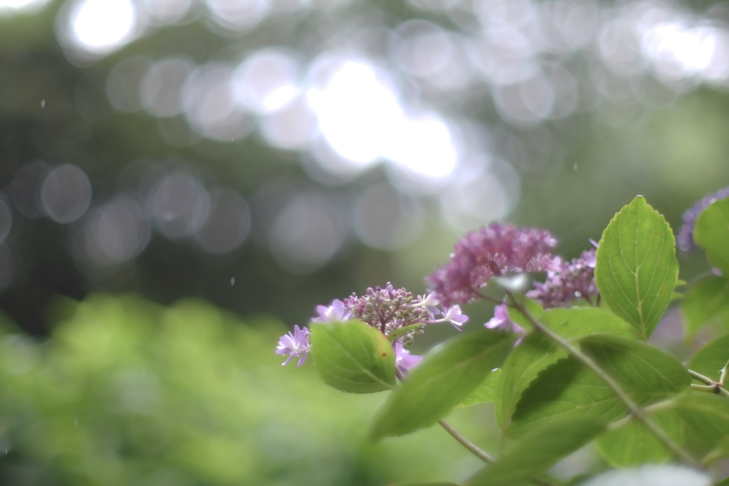 やさしい雨(6)