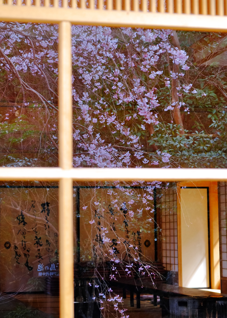 映る枝垂れ桜