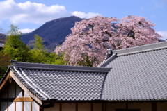 古木の存在感