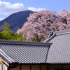 古木の存在感