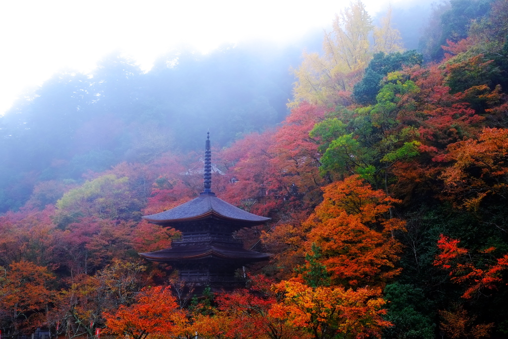 2018古都の秋(京都)