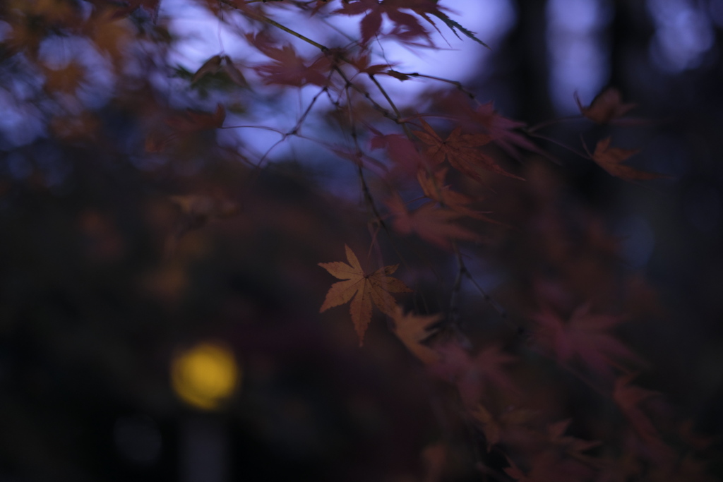 私の秋色