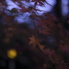 私の秋色