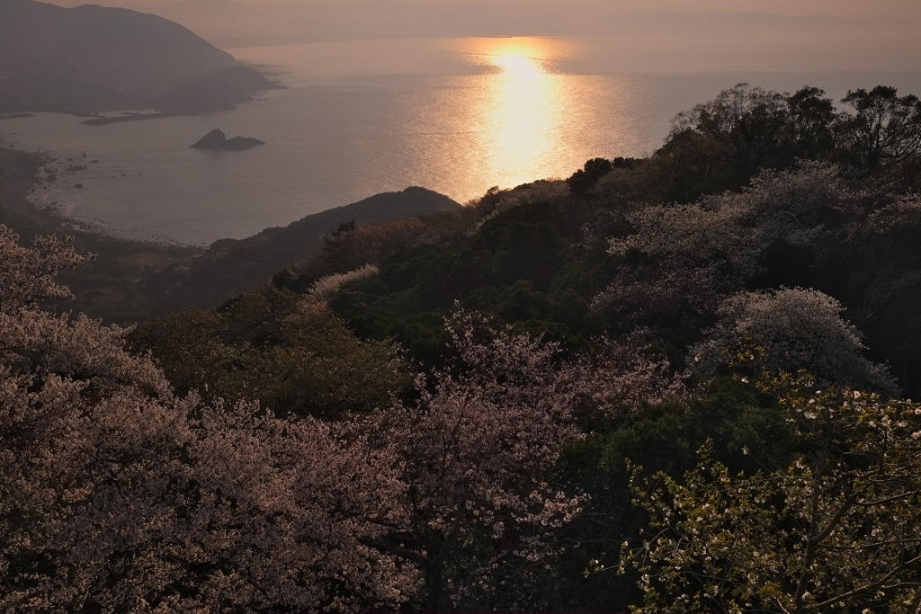 岬の山桜