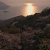 岬の山桜