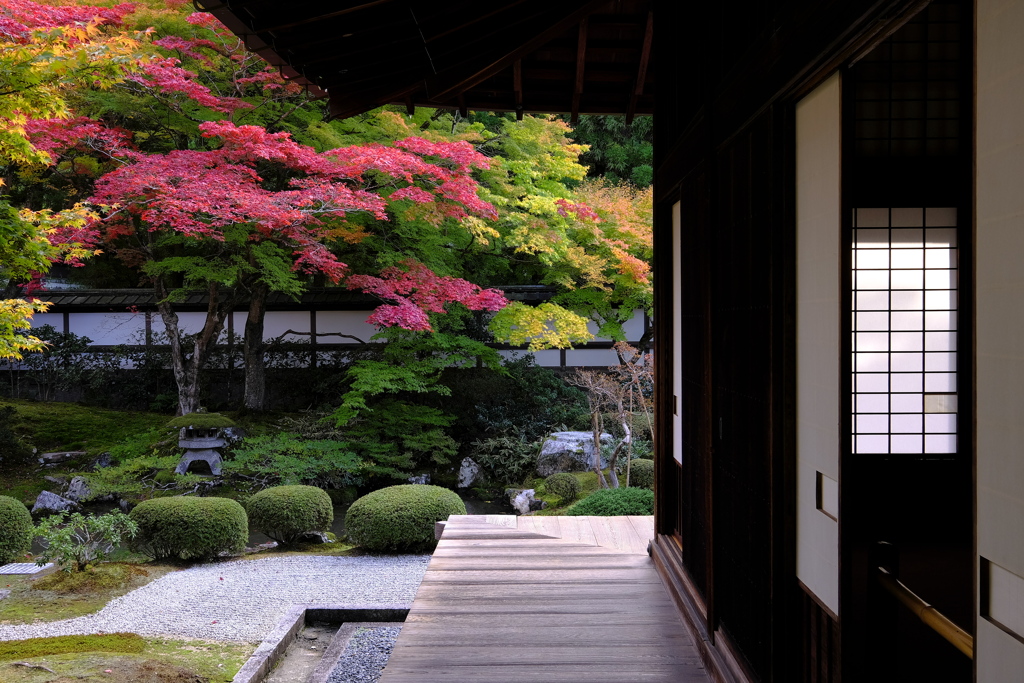 今週の京紅葉