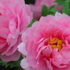 花の王