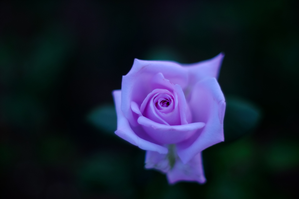 秋の薔薇が好き