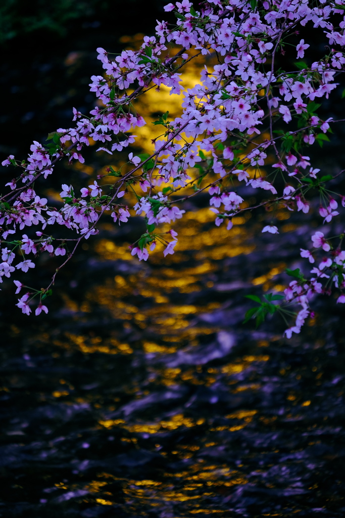 宵桜