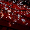 山桜が好きなんです(^.^)