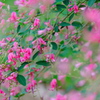 初秋の花
