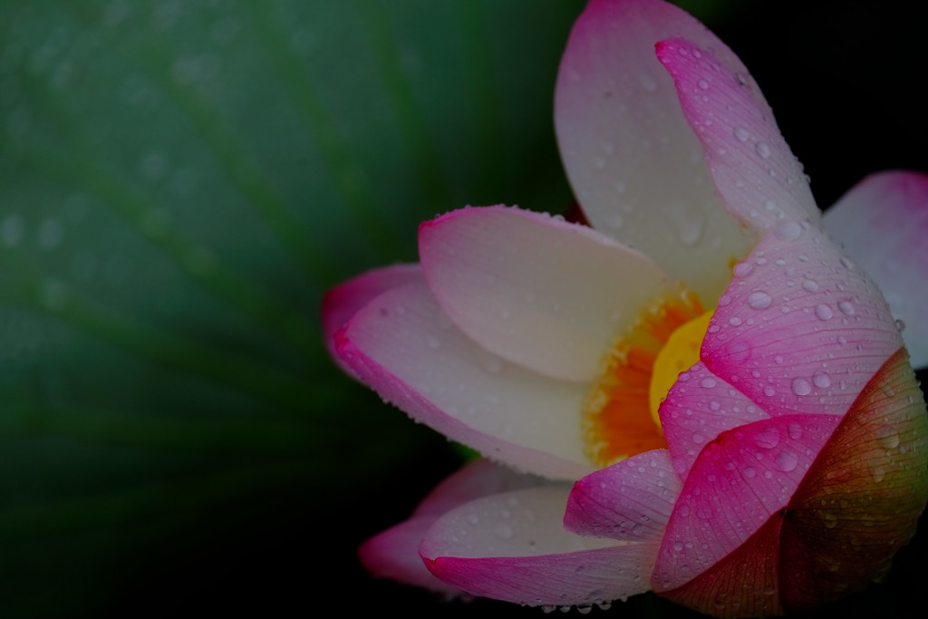 浄き大輪の花