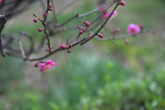 早春の花(2)　紅梅