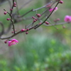 早春の花(2)　紅梅