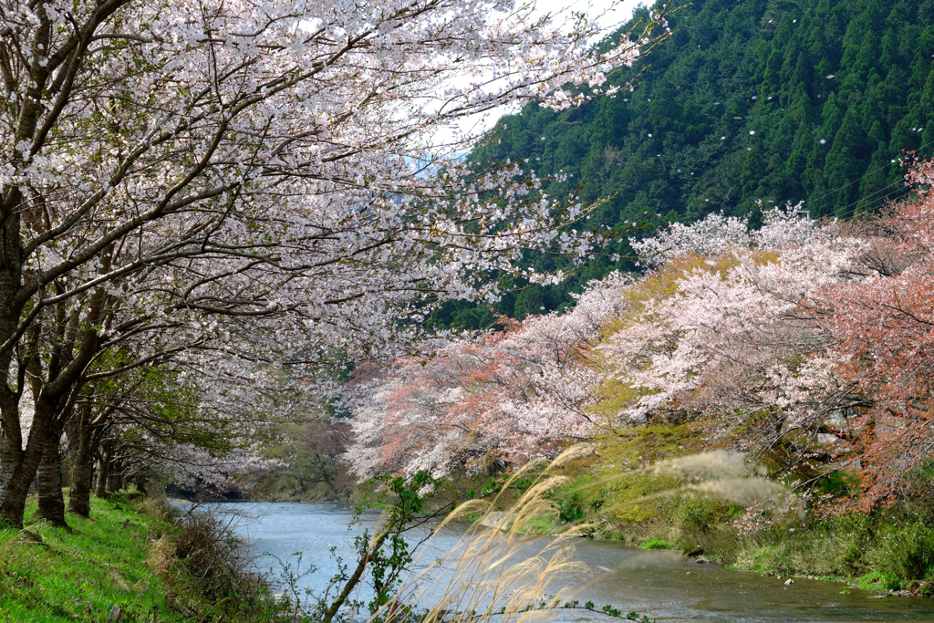 桜、舞う