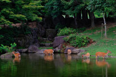 奈良公園・夏