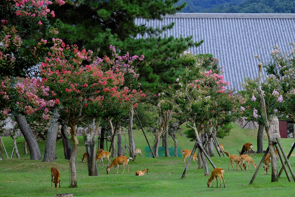 奈良公園・夏