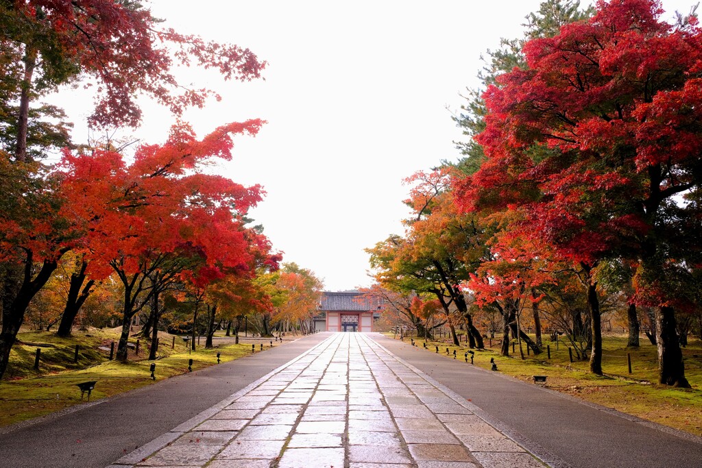 先週の京紅葉^ ^