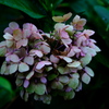 文月の紫陽花