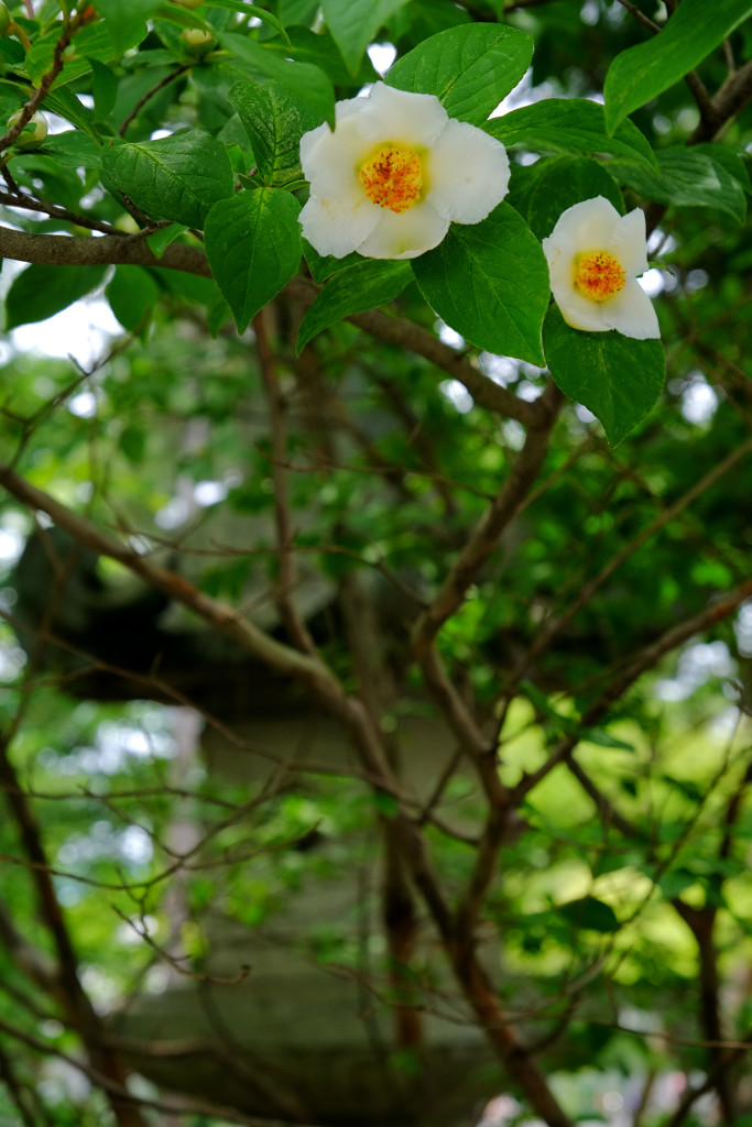 南禅寺・夏椿